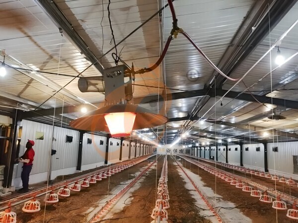 Poultry heater 2