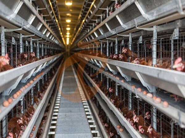 ¿Cuánto pueden aumentar las jaulas tipo H la producción de huevos en las granjas avícolas?