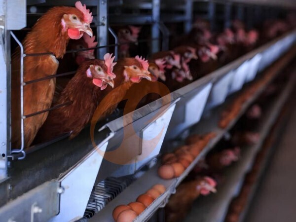 chicken battery cage poultry farming (41)