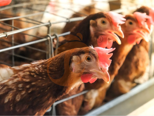 chicken battery cage poultry farm  (24)