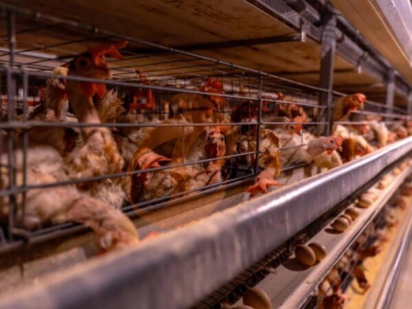chicken battery cage poultry farming (8)