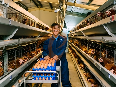 battery cage poultry farming (40)