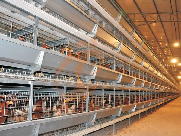 H A chicken battery cage for layers in poultry farm (19)