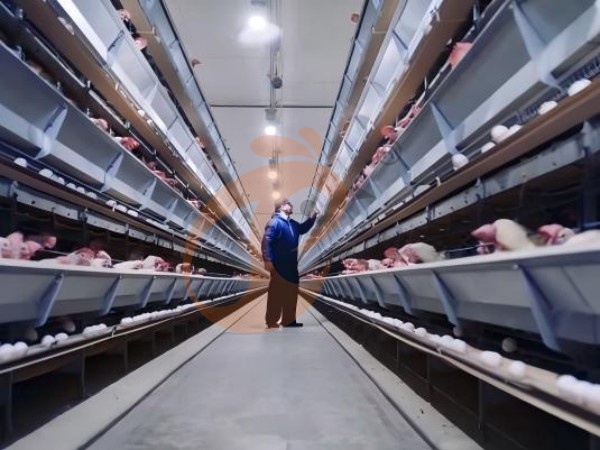 ¿Cómo elegir el tamaño adecuado de un sistema de jaulas tipo A para pollos en Etiopía? 5 consejos para compradores