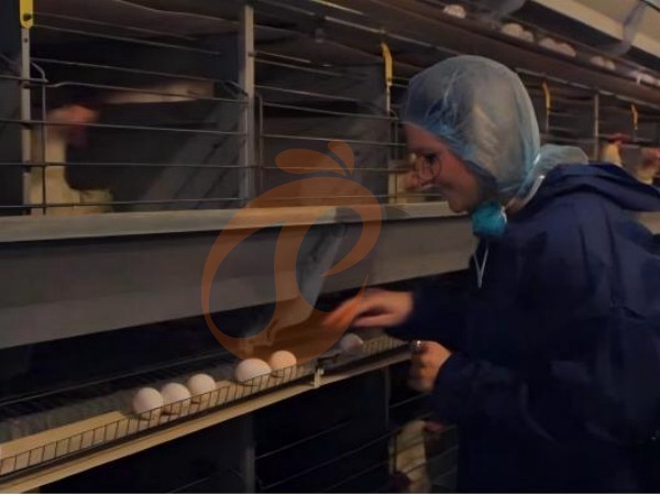 ¿Por qué las jaulas de pollo tipo H etíopes galvanizadas son ideales para uso a largo plazo en granjas avícolas?
