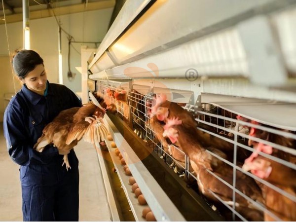 H A chicken battery cage for layers in poultry farm (56)