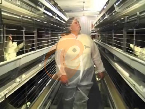 ¿Por qué elegir los sistemas de jaulas para gallinas ponedoras tipo H etíopes para granjas avícolas comerciales?