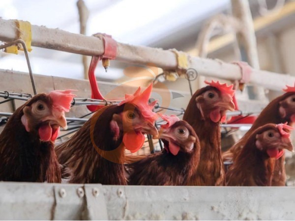battery cage price for layer chicken in poultry farm (113)