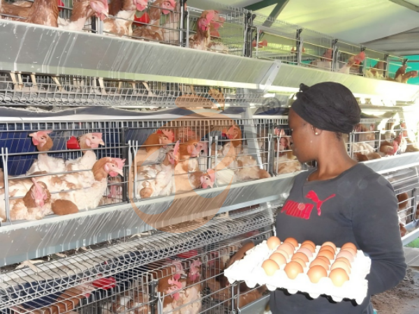 ¿Cómo mejorar la producción de huevos utilizando jaulas tipo A para gallinas ponedoras en Etiopía? 5 formas prácticas