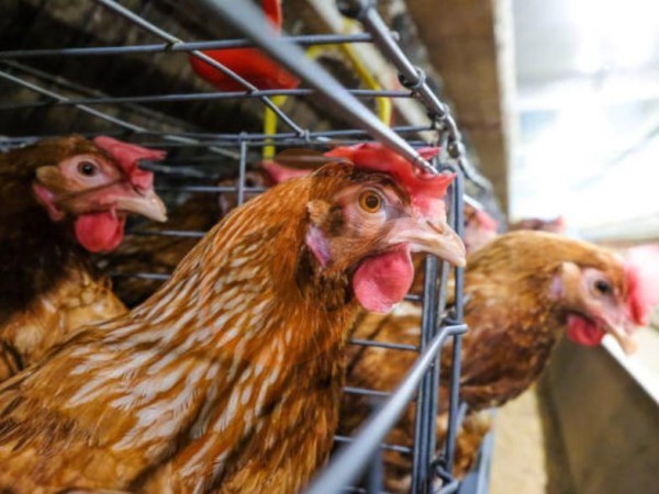battery cage price for layer chicken in poultry farm (95)