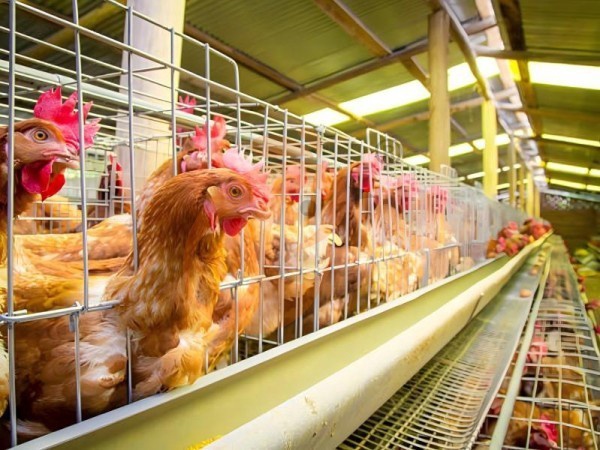 ¿Qué sistema de alimentación funciona mejor con un sistema de jaulas en batería tipo A? 5 opciones eficientes