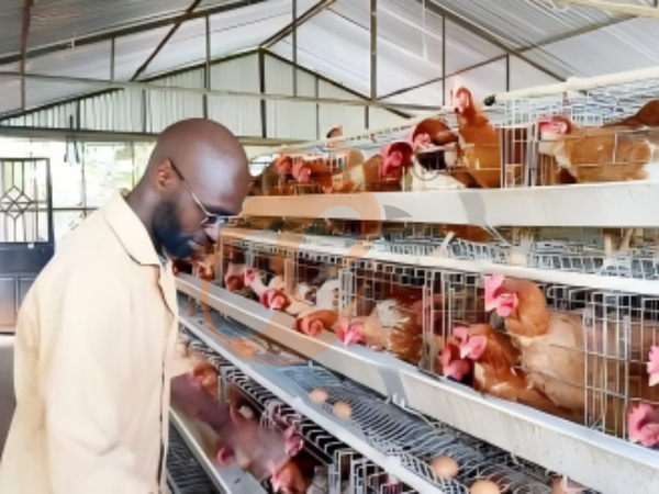 A H layer chicken battery cage price in poultry farm (49)