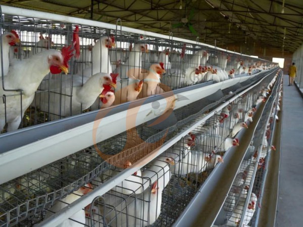 A H layer chicken battery cage price in poultry farm (55)