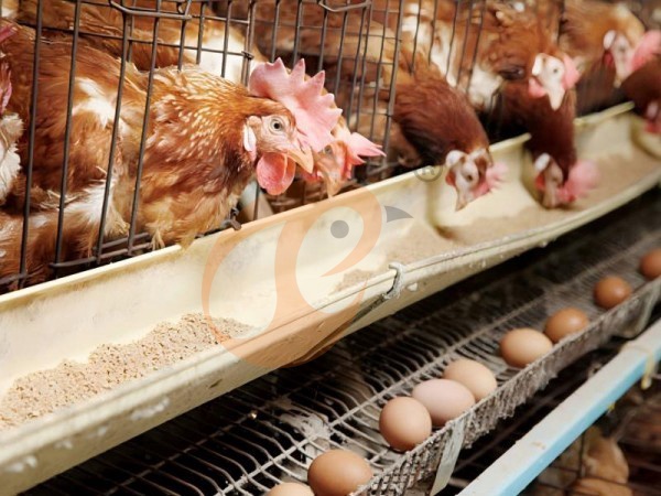 ¿Cómo obtener una cotización precisa de jaulas avícolas etíopes? 7 pasos listos para compradores