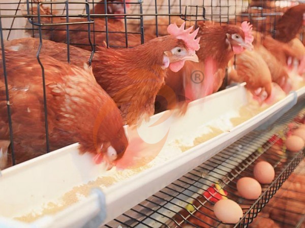 A H layer chicken battery cage price in poultry farm (68)