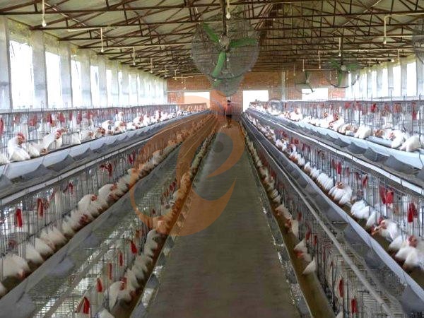 A H layer chicken battery cage price in poultry farm (73)