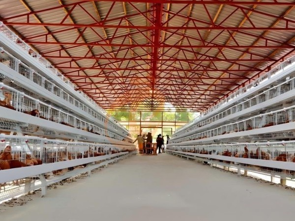 poultry house (16) poultry house (16)