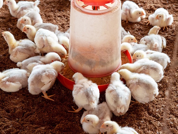 Free Range1 (3)