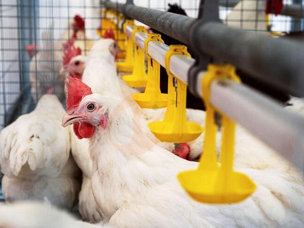 Guía de compra de bebederos para aves de corral: tipos más buscados y recomendaciones