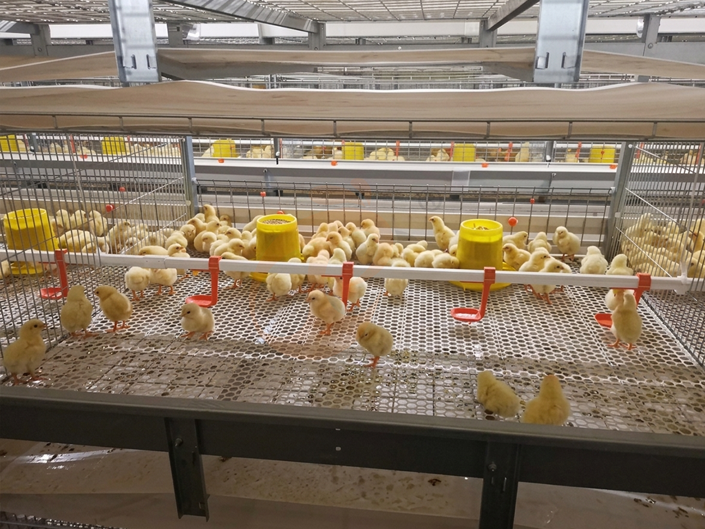Cómo afectan las dimensiones de las jaulas para pollos de engorde a la densidad de alojamiento y al bienestar de las aves