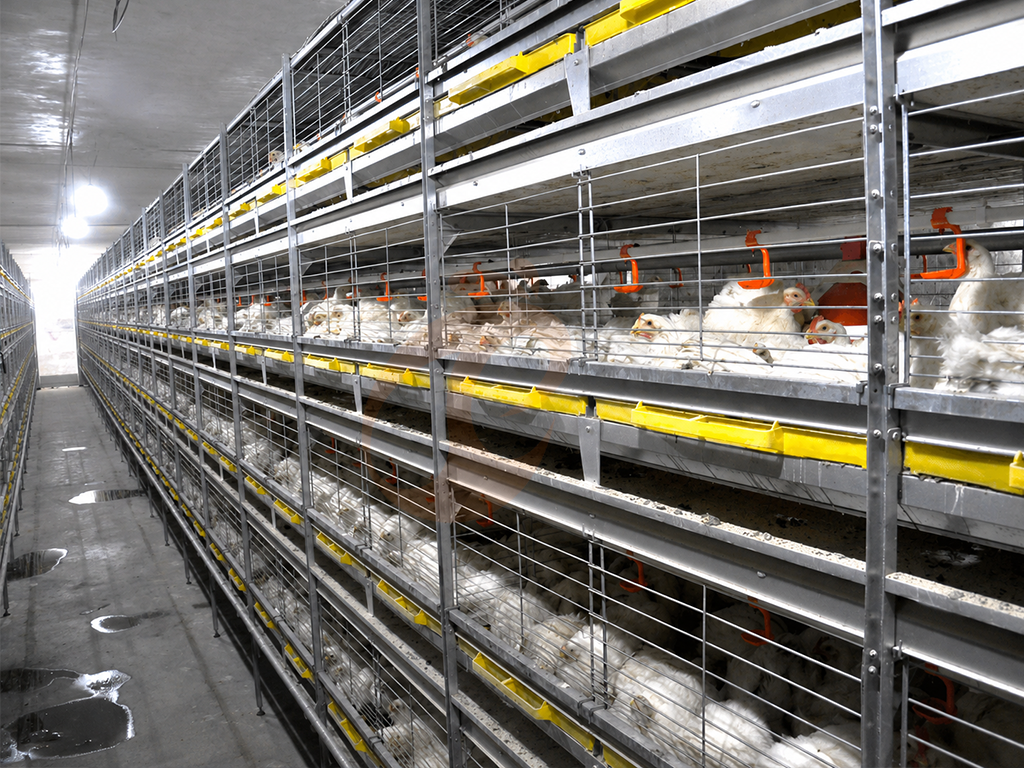 Opciones de materiales para jaulas de pollitos: resistencia del alambre, recubrimiento y riesgo de oxidación