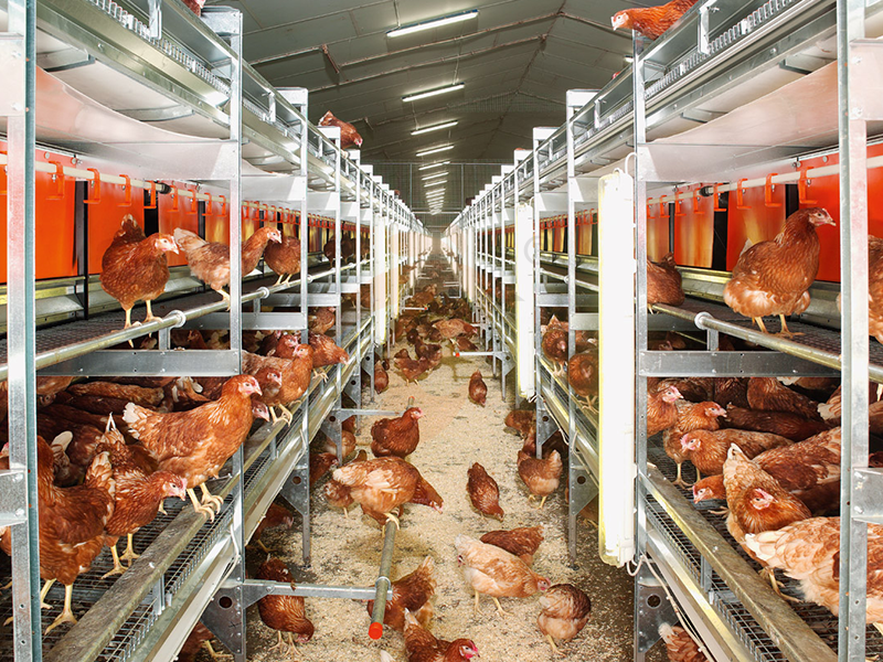 Broiler Equipment2 (7)