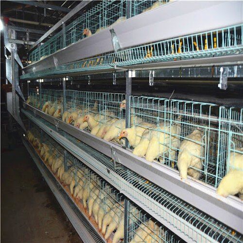 Introducción del sistema de jaulas para pollos de engorde tipo H