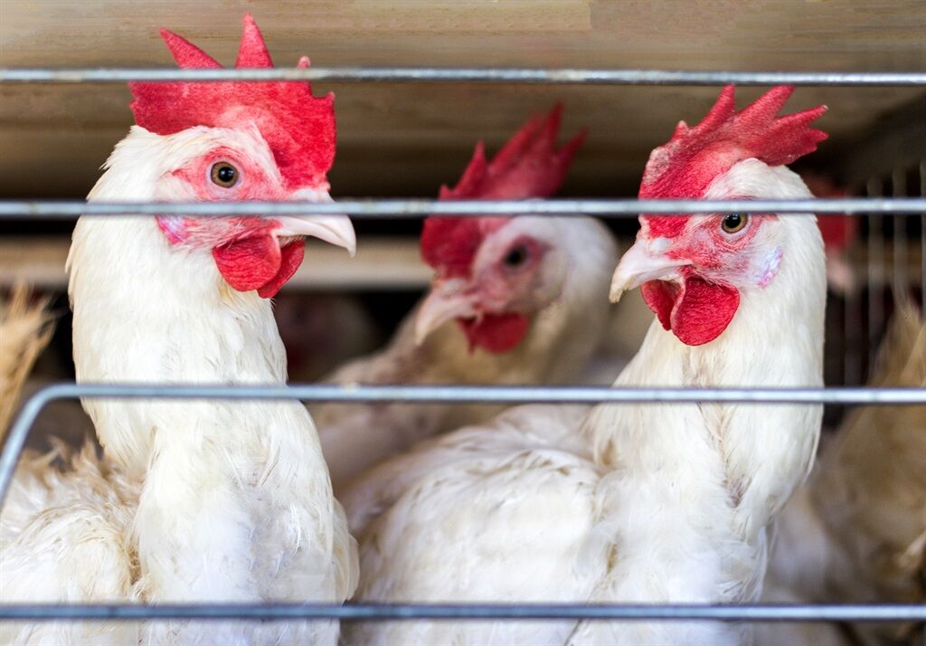 Accesorios estándar del sistema de jaulas en marco H para gallinas ponedoras