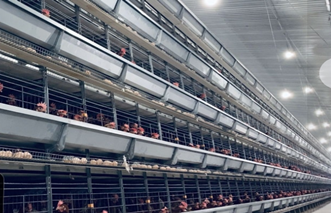 Cómo un sistema automático de jaulas para pollos tipo A puede generarle mayores ganancias en el mercado de Nigeria