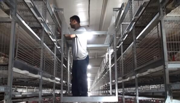 Deberías aprender más sobre las jaulas automáticas para avicultura