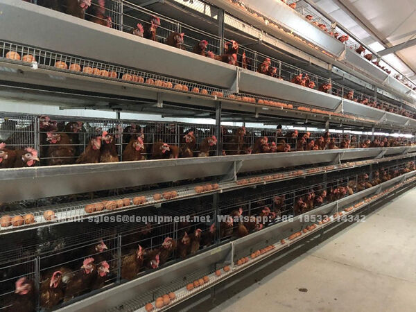 How to start a fully automatic chicken farm of 20,000 layers in Nigeria