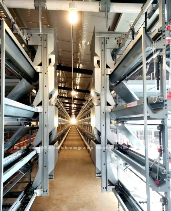 Automatic chicken cage system poultry house plans for 500,000 chickens