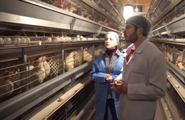 Cómo funciona el sistema de jaulas avícolas en la avicultura moderna