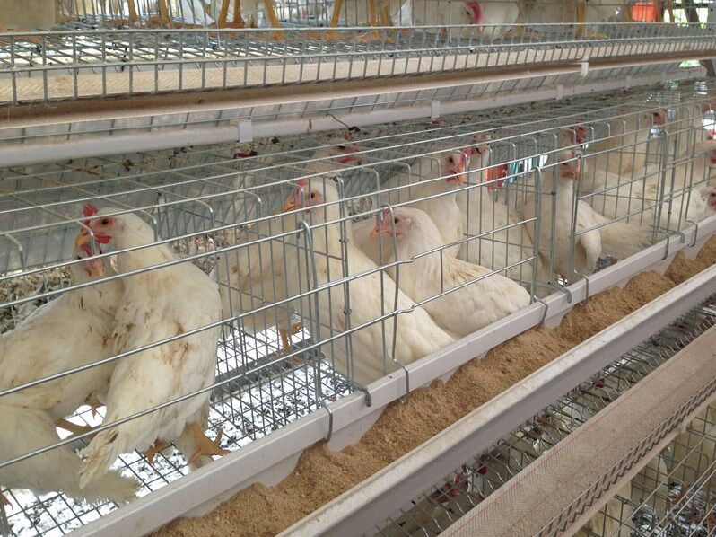Cómo elegir la jaula avícola adecuada en el ciclo de crecimiento de las gallinas ponedoras