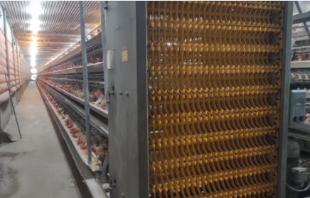¿Qué es la jaula automática para gallinas ponedoras en venta en la casa avícola diseñada en Lagos?