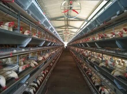 Cómo utilizar las jaulas en batería para pollos de engorde