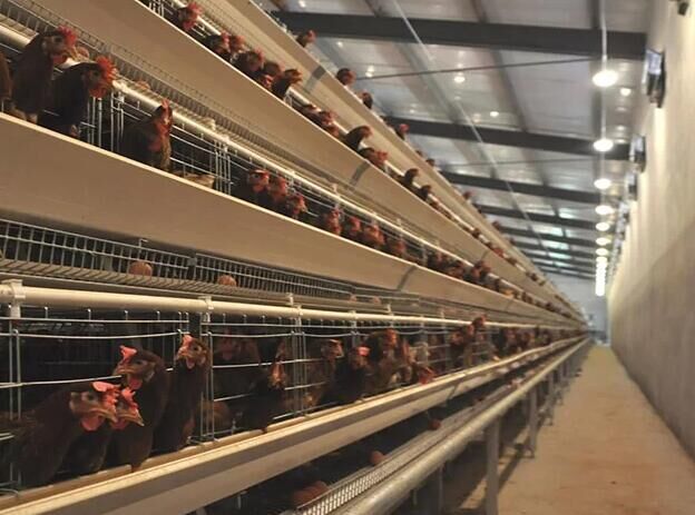Introducción detallada de la jaula en batería para pollos en venta