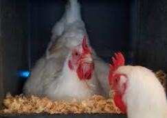 La historia de desarrollo y estructura básica de las jaulas para pollos de engorde