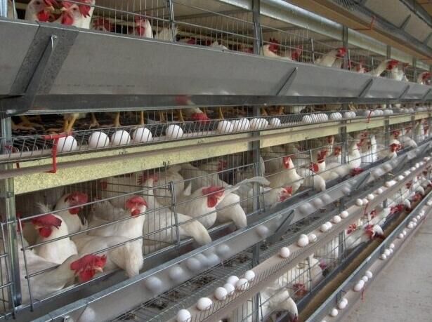 Por qué la jaula de batería en forma de A es importante en la granja avícola