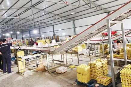 Our company finished layer chicken project of 30,0