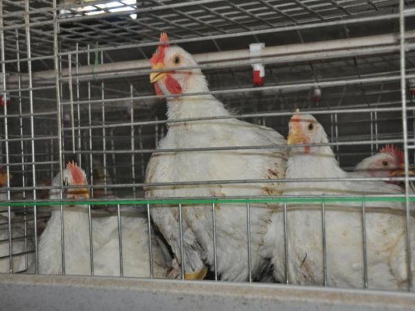 <30,000 Pullets Automatic A Type Battery Cage