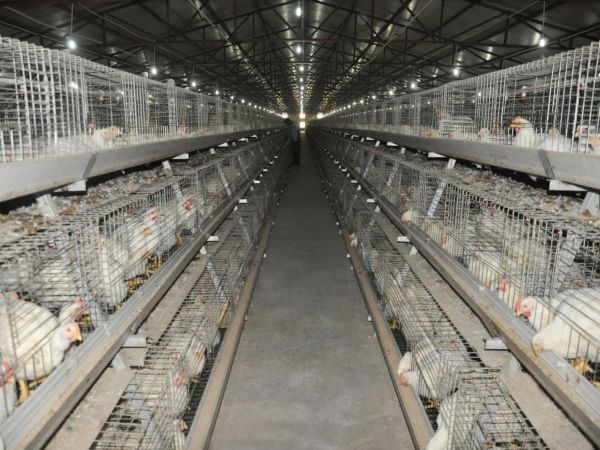 <30,000 Pullets Automatic A Type Battery Cage