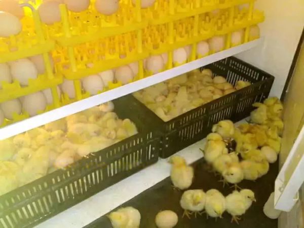 Máquina incubadora de huevos
