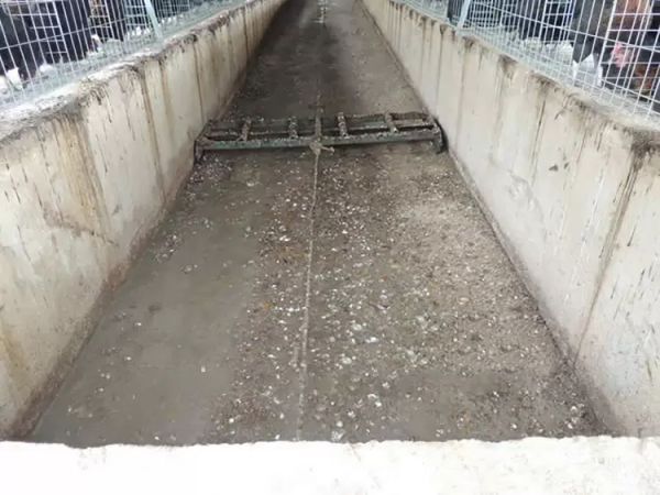Sistema de limpieza de estiércol con rascador para jaulas avícolas