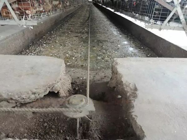 Sistema de limpieza de estiércol con rascador para jaulas avícolas