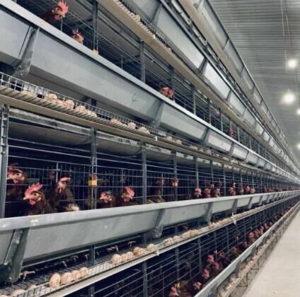 10 eficacia de las jaulas en batería para gallinas ponedoras