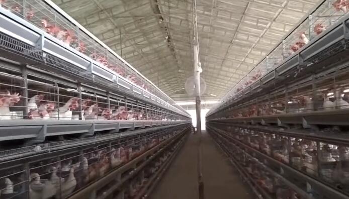 Jaulas para gallinas ponedoras de Vanke en venta