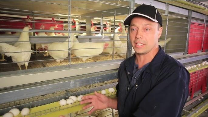 Por qué la jaula para pollos es un sistema de alojamiento especializado diseñado para la avicultura
