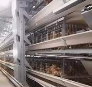 El sistema de jaulas para gallinas ponedoras está diseñado para crear un ambiente cómodo y controlado para las gallinas ponedoras