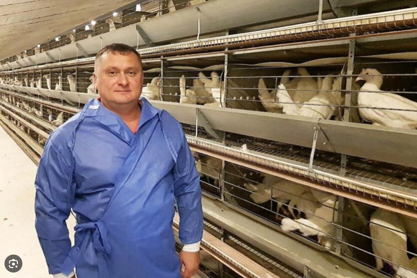 Introducción detallada de la jaula para gallinas ponedoras específicamente diseñada para la cría de gallinas ponedoras